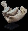 Wide Woolly Mammoth Lower Jaw With M Molars #57823-5